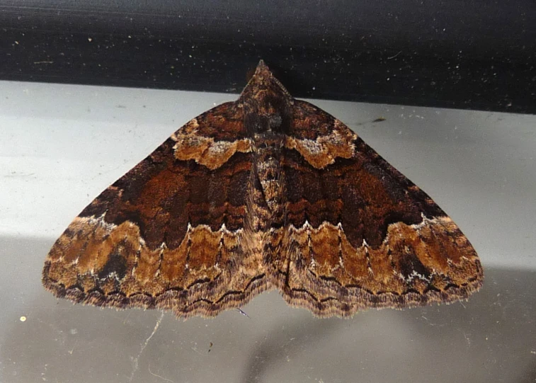 a moth sitting on a glass surface in the room