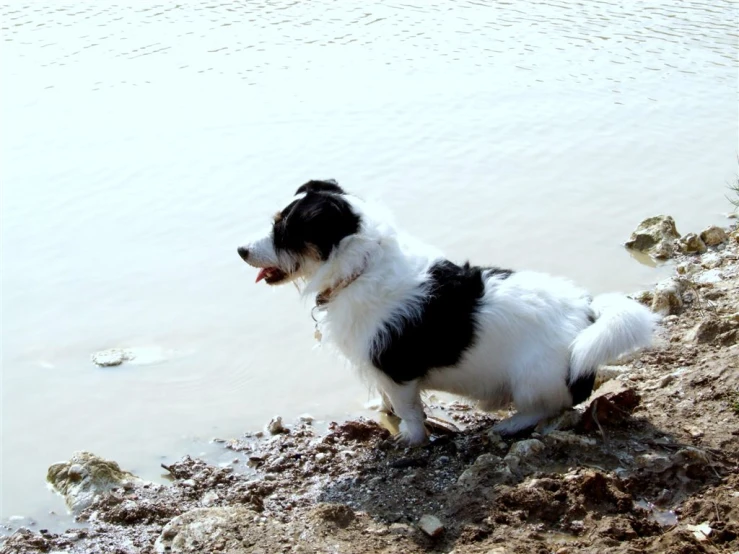 a small dog stands in the shallow water