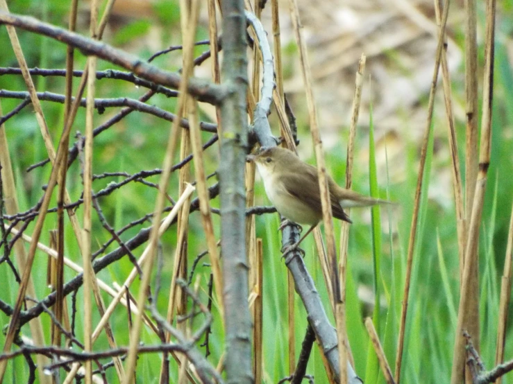 there is a small bird perched on the nch