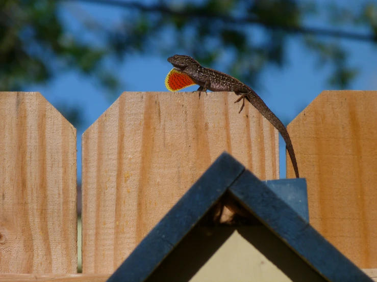 a lizard on the fence of a house looking at soing