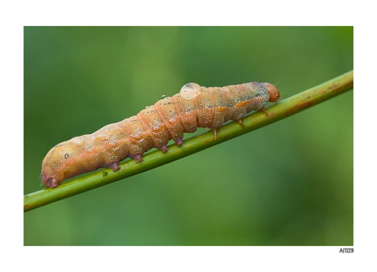 a bug laying on top of a green stick