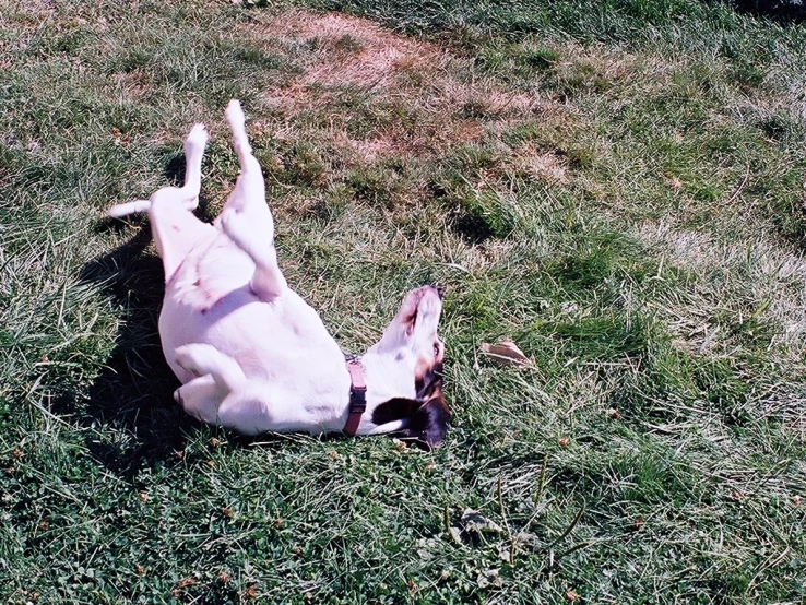 a dog that is laying on its back in the grass