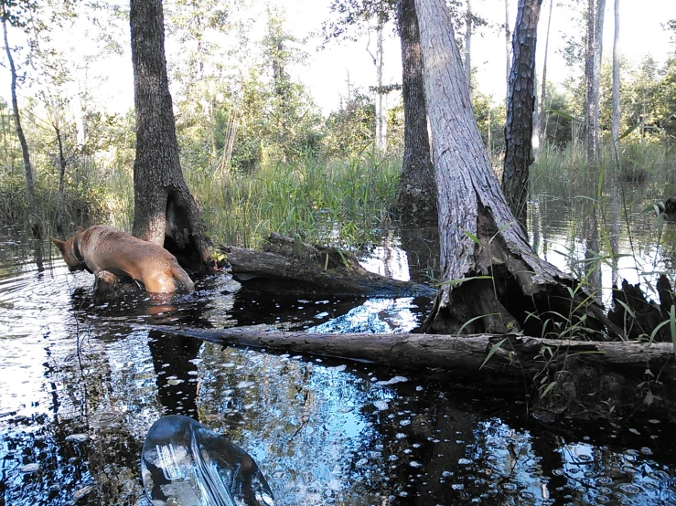 a bear that is walking through some water