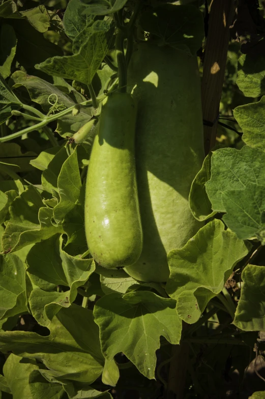 a couple of green cucumbers growing on a plant