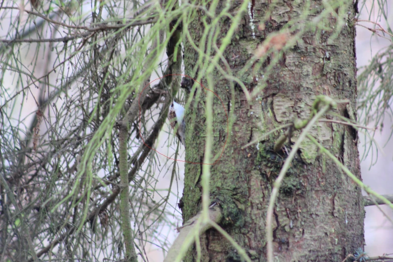 a small face is on a tree trunk