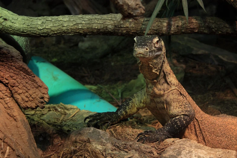 a lizard in a terrarium with green and blue thing in it