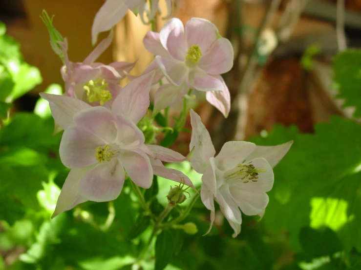 some pretty flowers are blooming on the bushes