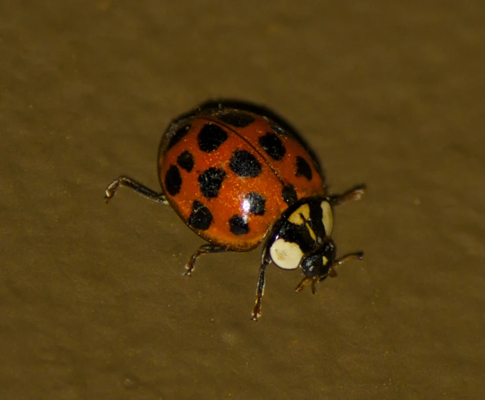 a ladybug with black spots on its body, crawling