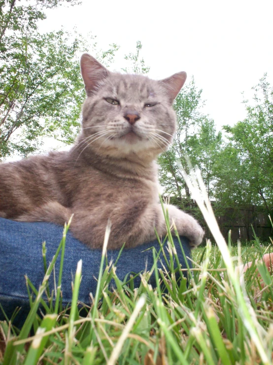 a cat sits on the lap of someone's jeans in the grass