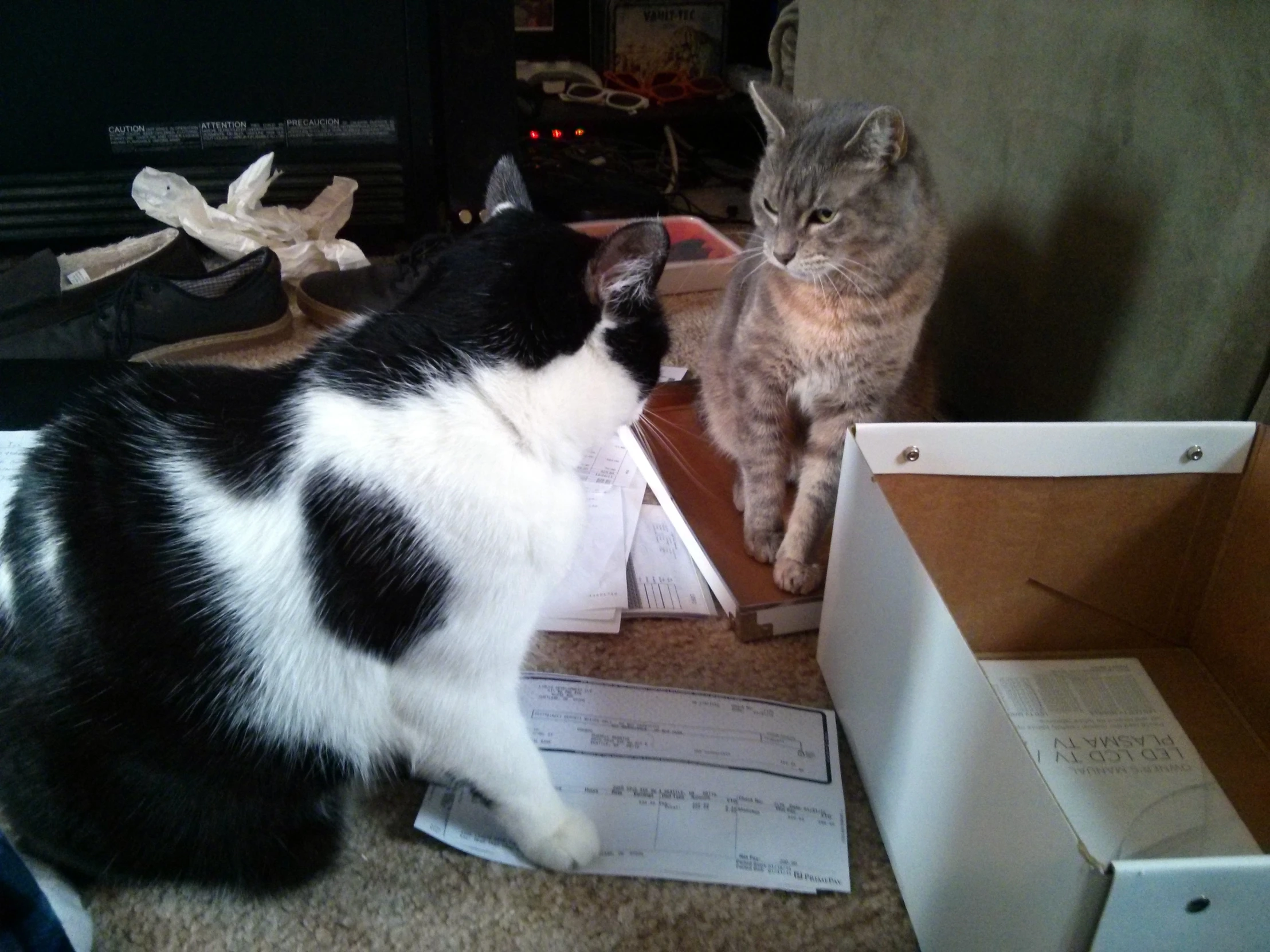 a cat standing near another cat and boxes