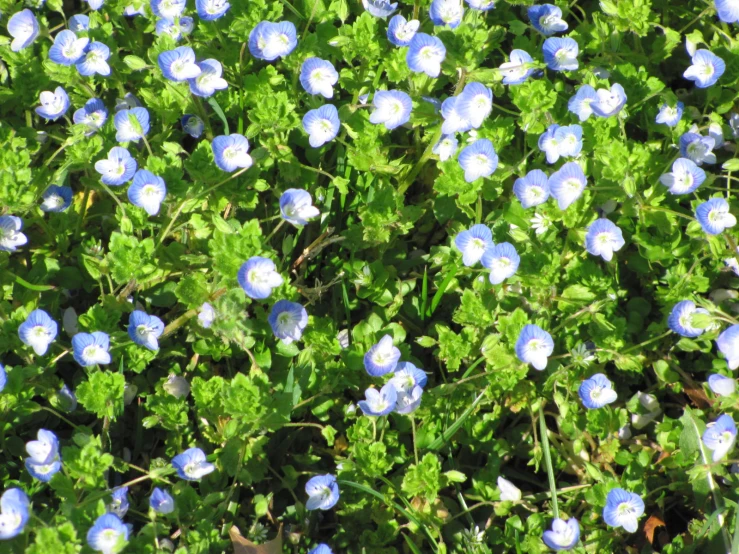 several blue flowers with green leaves surrounding them