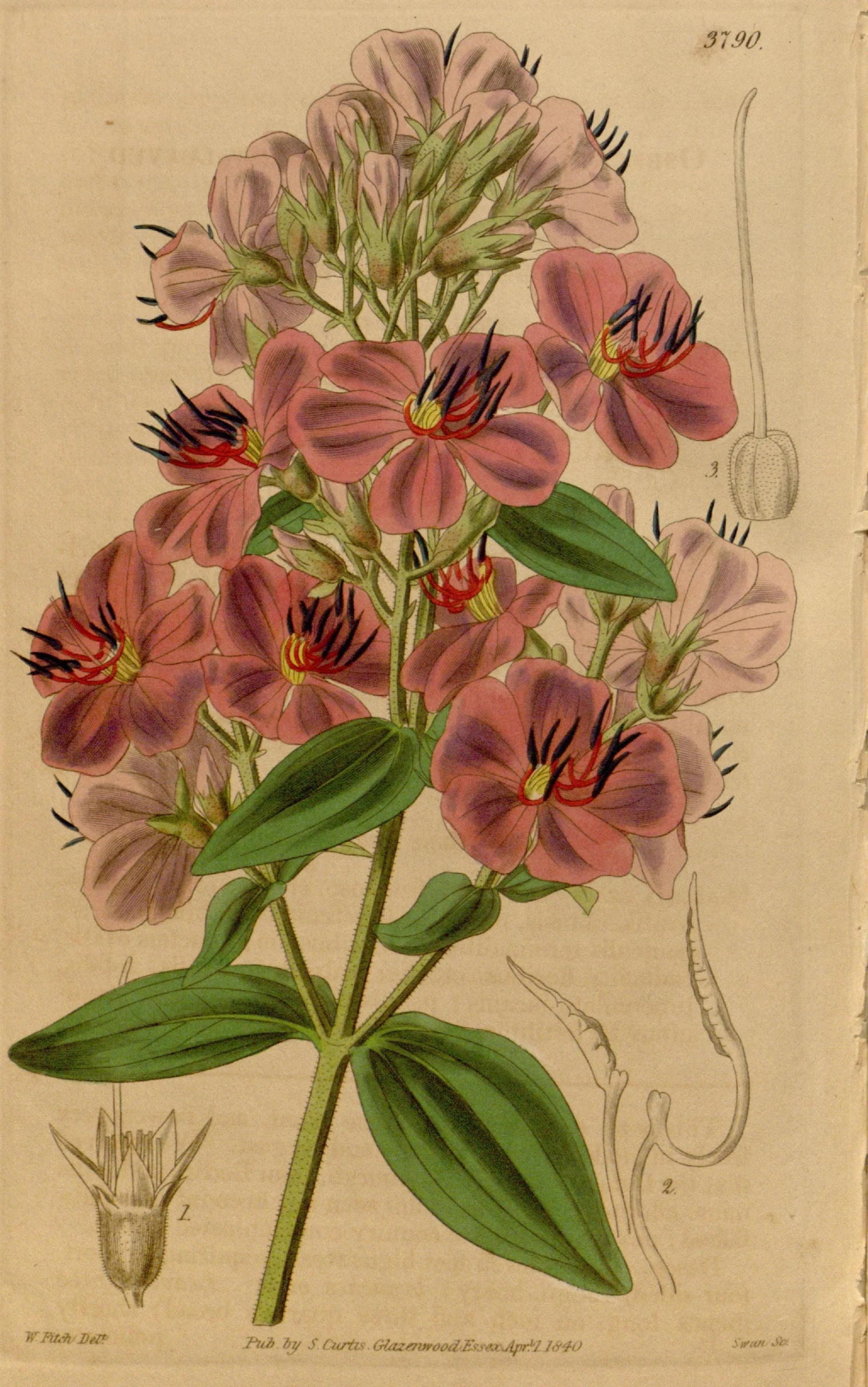 an image of a drawing of a bunch of flowers