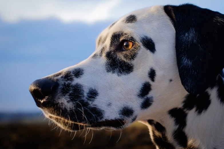 a white black spotted dog staring towards the sky