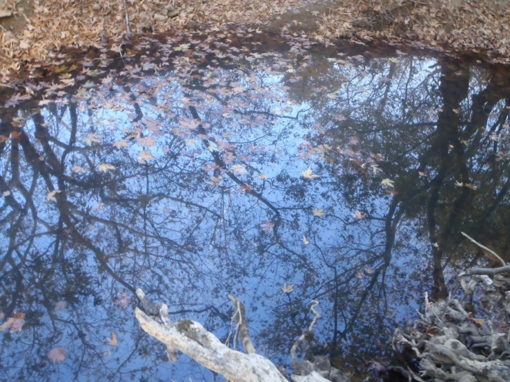 reflection of trees on water near dry ground