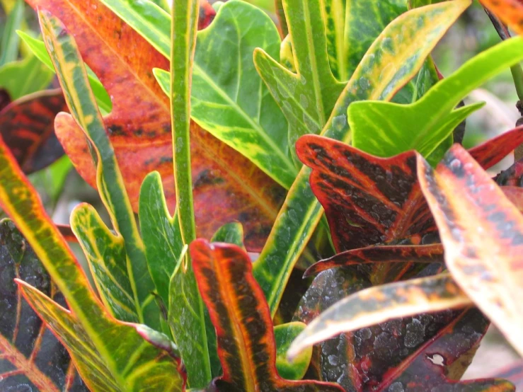 a close up view of colorful plants growing