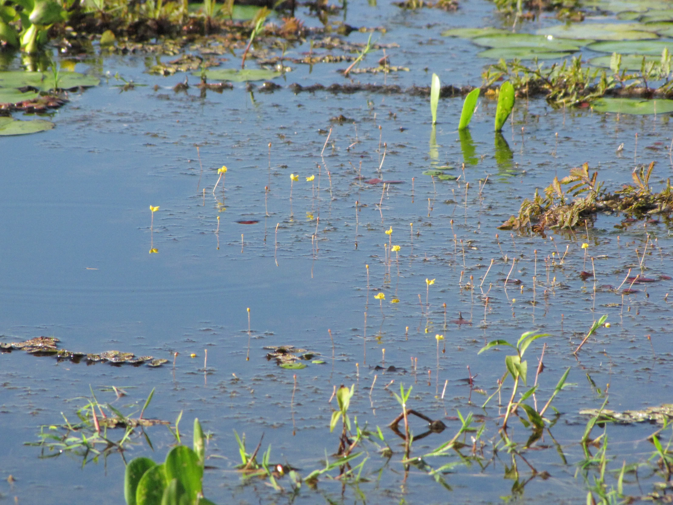 the grass is growing in the lake and it appears to be full of water