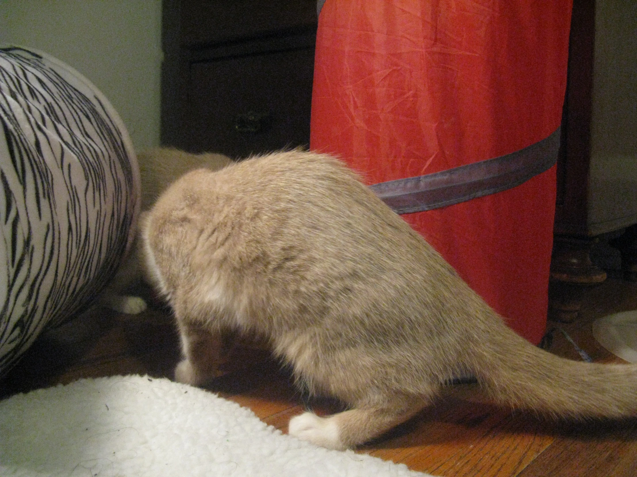 the cat is sitting on the floor next to pillows