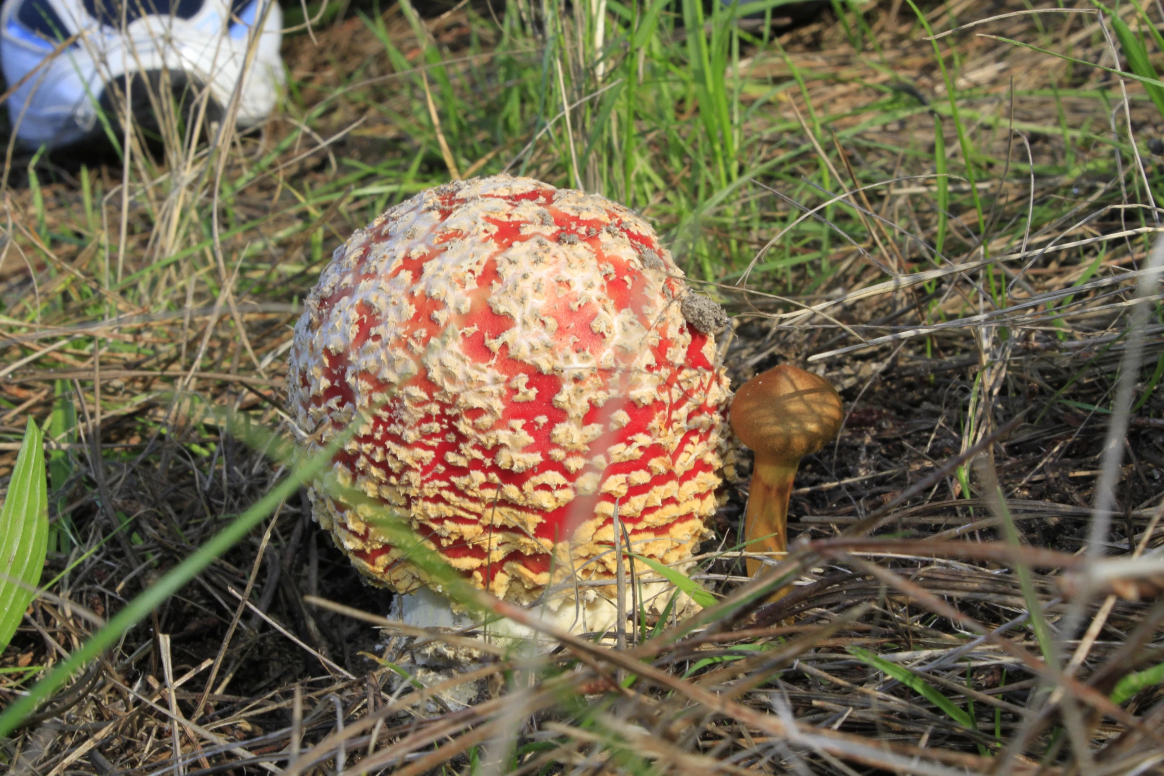 an odd looking mushroom in the middle of the field