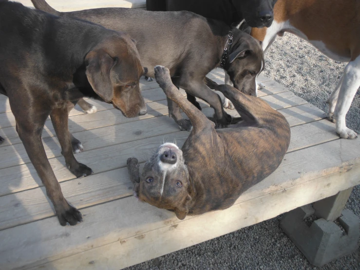 three dogs are standing around on a wooden deck