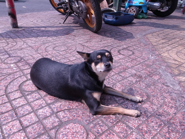black dog laying on red tile near a motorcycle