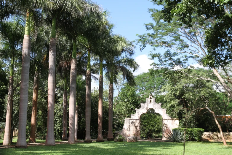 a view of a small park surrounded by palm trees