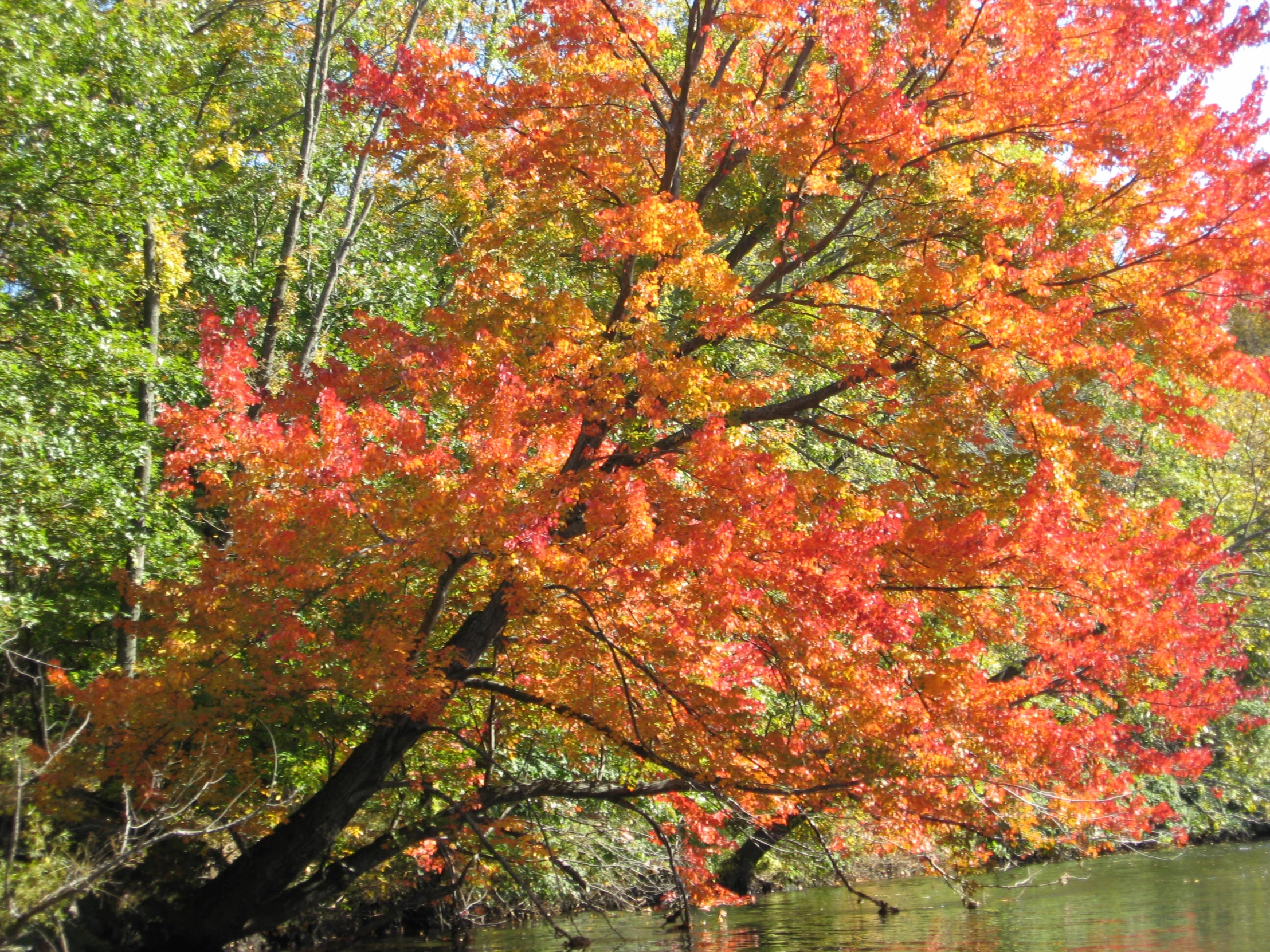 a tree with fall foliage on it in the forest