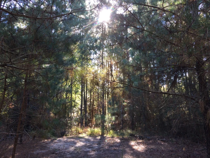 view of trees and grassy area during daytime