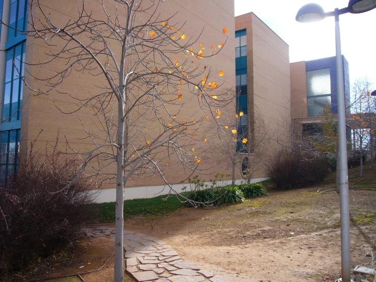 a tree in front of a building with a walkway