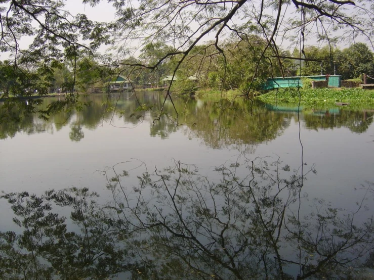 a body of water surrounded by a forest