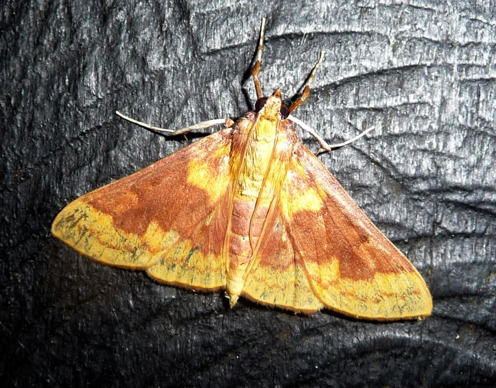 a moth with long antennae rests on a surface