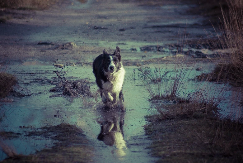 a black and white cat walking through a swamp