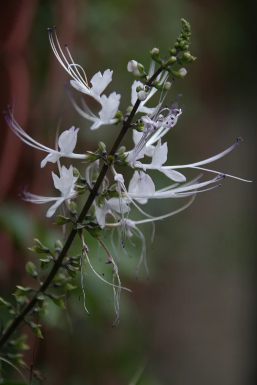 some white flowers are blooming on a green stalk