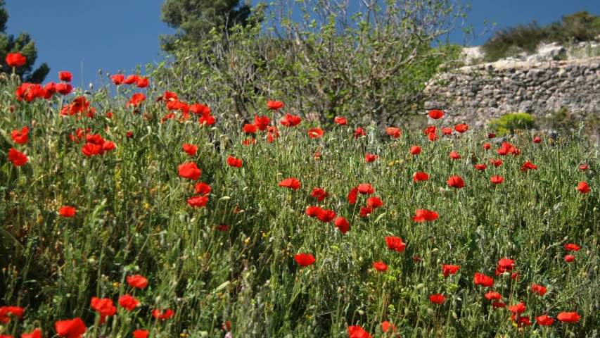 red flowers are growing in a field on a sunny day