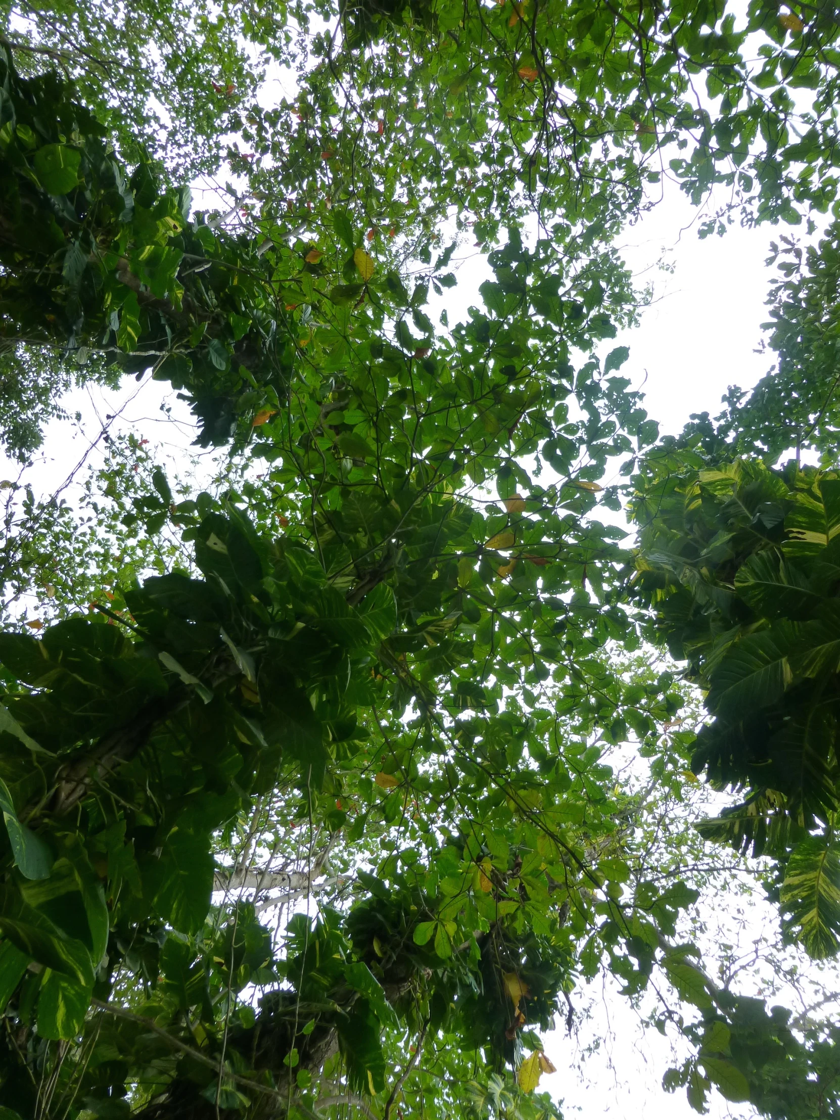 a picture looking up at the canopy of green foliage