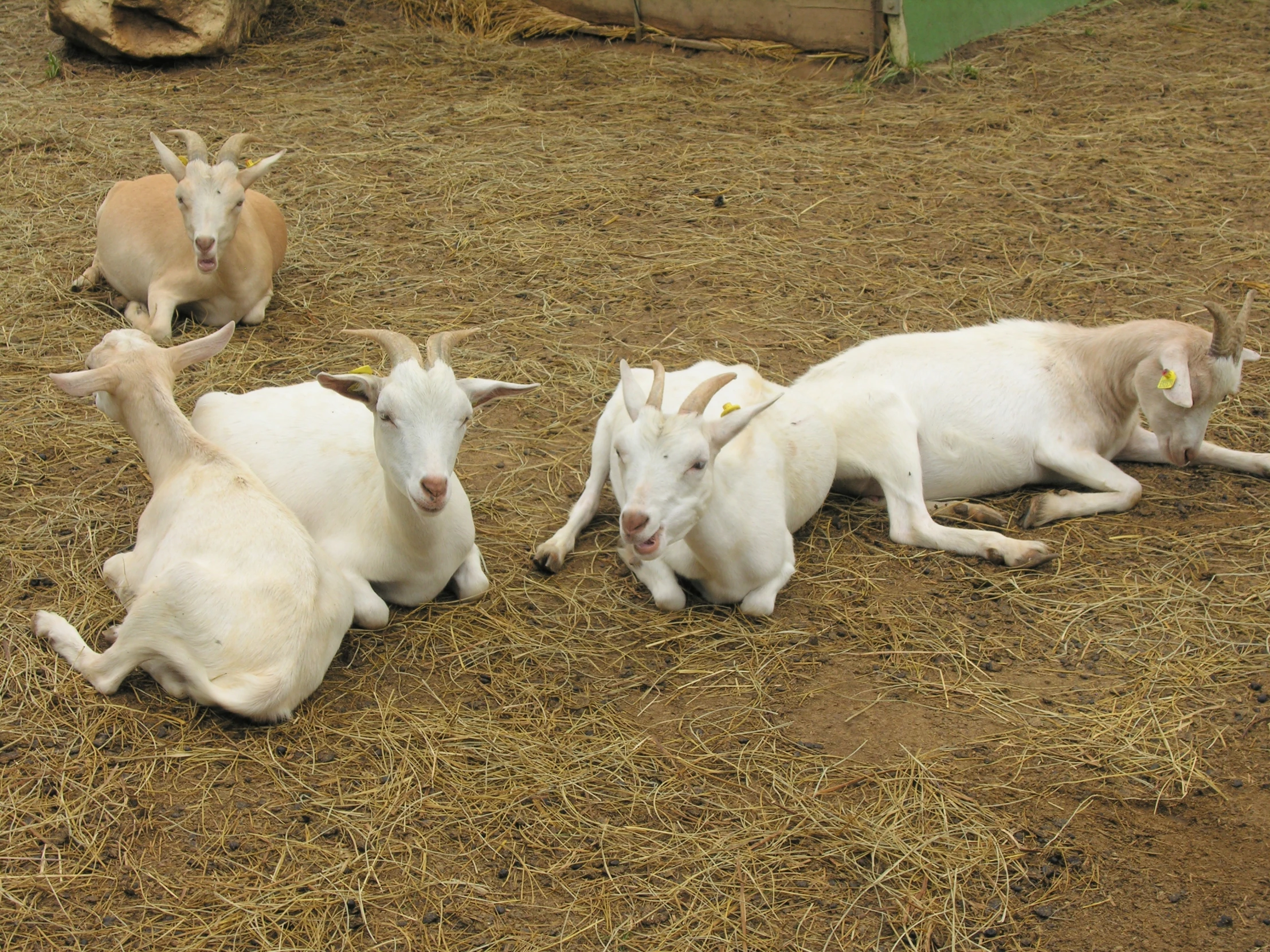 white goats with short horns lying on dry grass