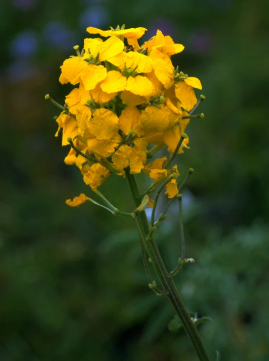 a plant with yellow flowers is pictured in this image