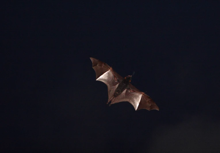 a bat is flying through the air in a dark room