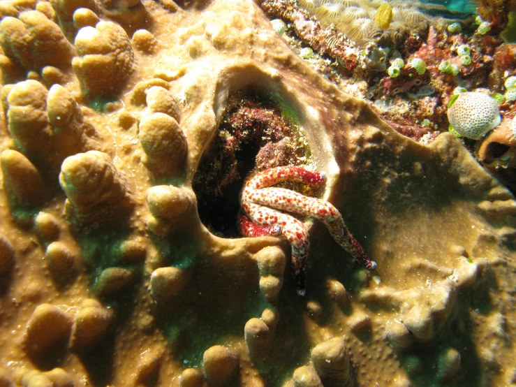 sea anemone growing in the water from its burr holes