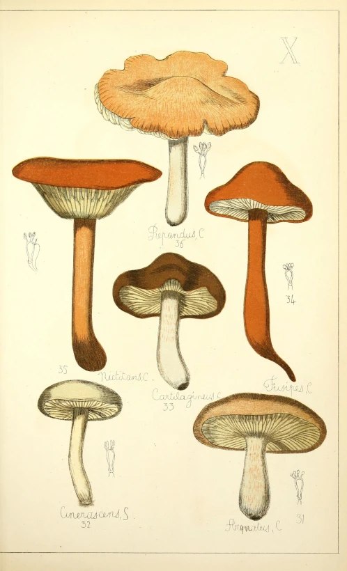 some different types of mushrooms are arranged