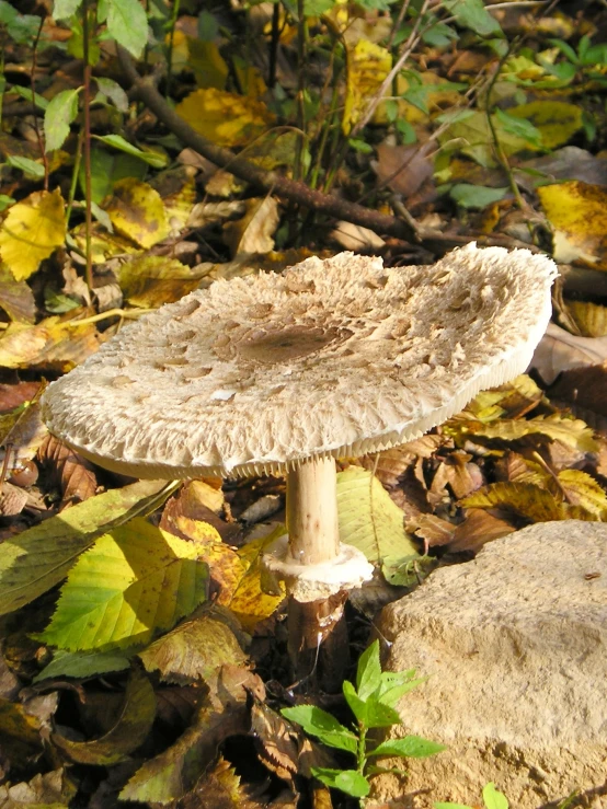 an odd looking mushroom on the ground next to leaves