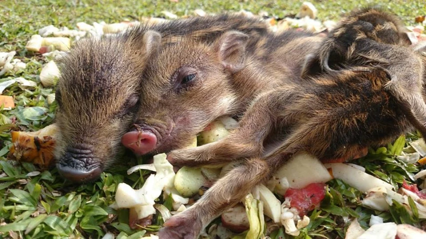 a group of newborn pigs that are laying on some food