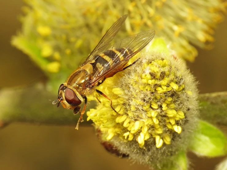 a bee sits on the flower of a plant