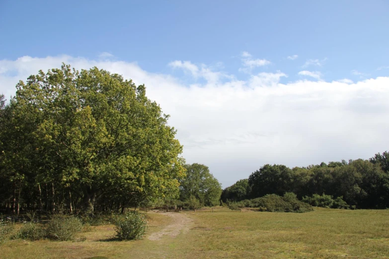 the trees are blooming in the grassy field