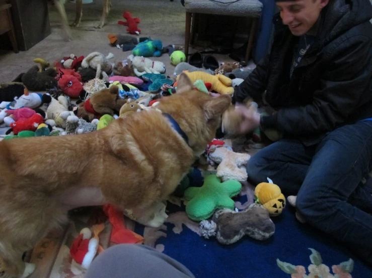 a dog on the floor with a man playing with stuffed animals