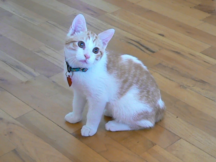 a cat sitting on the floor with its face wide open