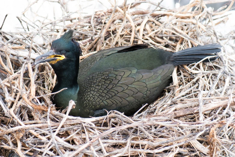 a couple of birds that are in a nest