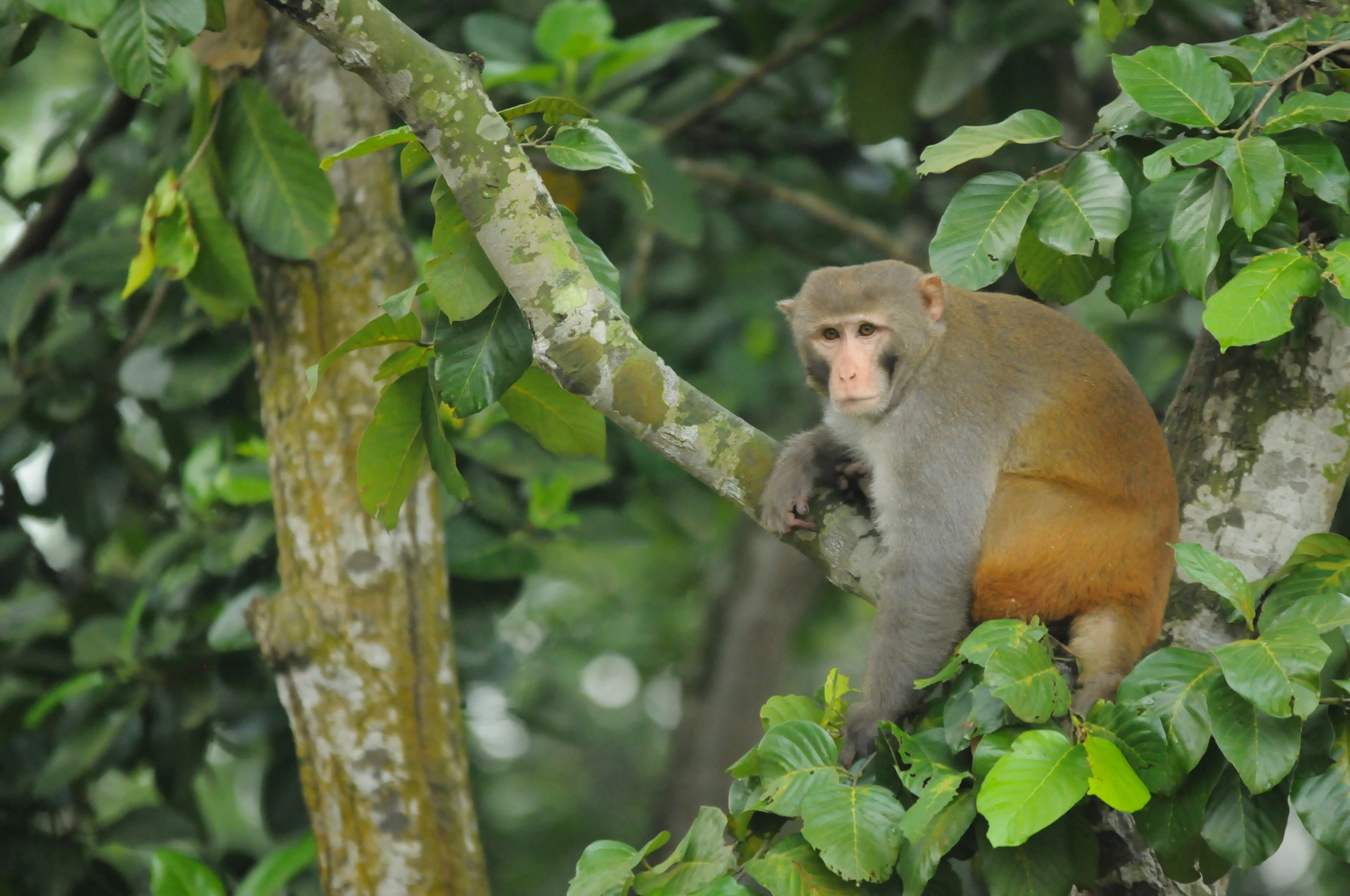 a monkey is perched on a tree nch