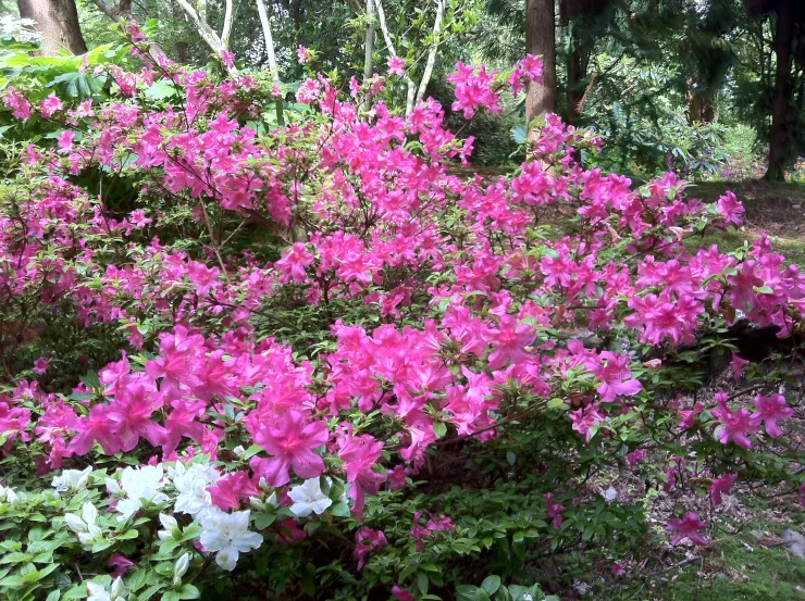 pink flower bush in garden with green plants