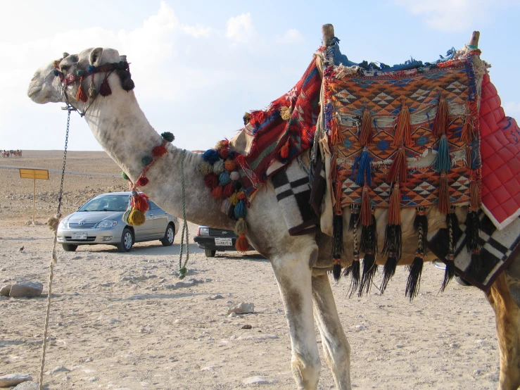 a white camel with a long saddle