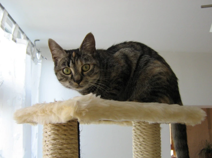 a cat on a cat tree that has some toys on it